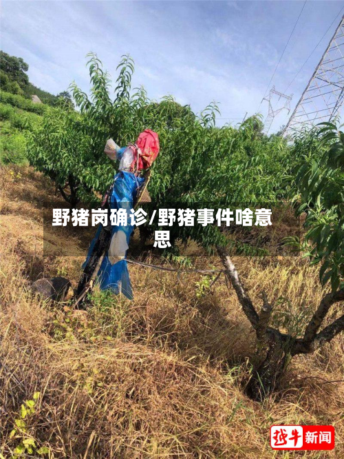野猪岗确诊/野猪事件啥意思
