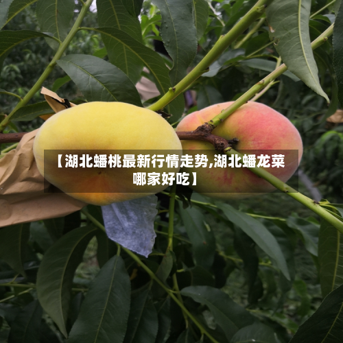 【湖北蟠桃最新行情走势,湖北蟠龙菜哪家好吃】