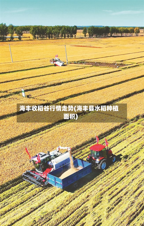 海丰收稻谷行情走势(海丰县水稻种植面积)-第3张图片