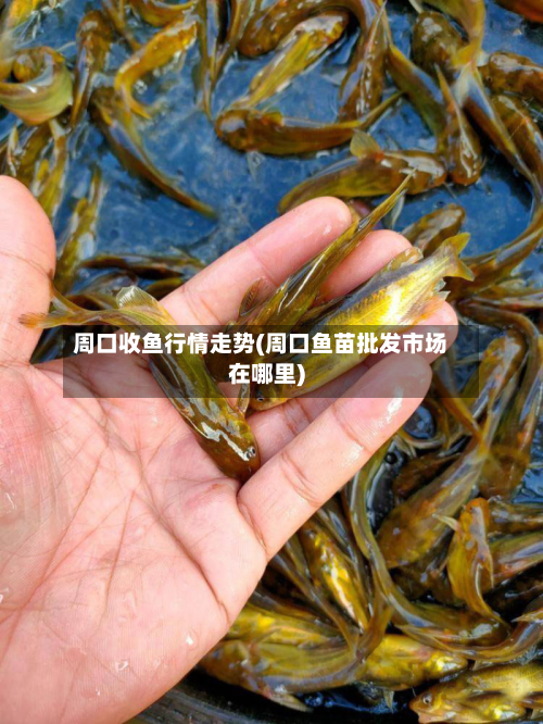 周口收鱼行情走势(周口鱼苗批发市场在哪里)