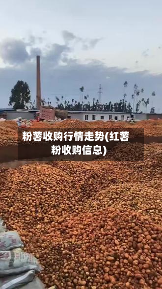 粉薯收购行情走势(红薯粉收购信息)
