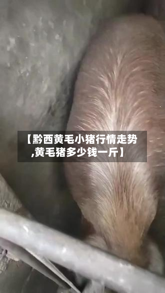【黔西黄毛小猪行情走势,黄毛猪多少钱一斤】