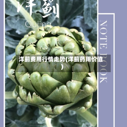 洋蓟费用行情走势(洋蓟药用价值)-第3张图片