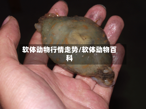 软体动物行情走势/软体动物百科