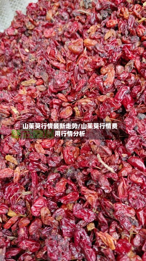 山茱萸行情最新走势/山茱萸行情费用行情分析