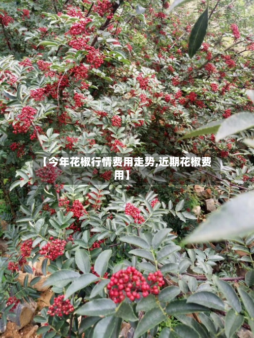 【今年花椒行情费用走势,近期花椒费用】-第3张图片