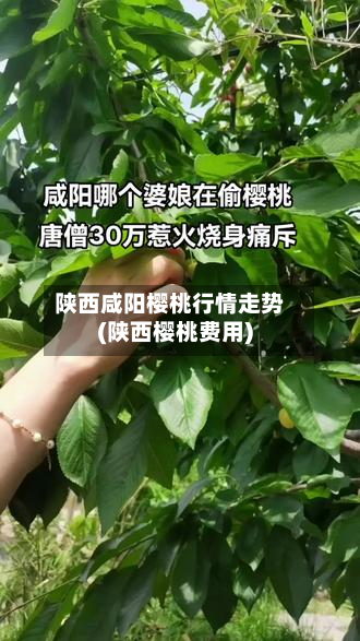 陕西咸阳樱桃行情走势(陕西樱桃费用)
