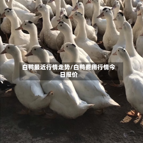 白鸭最近行情走势/白鸭费用行情今日报价