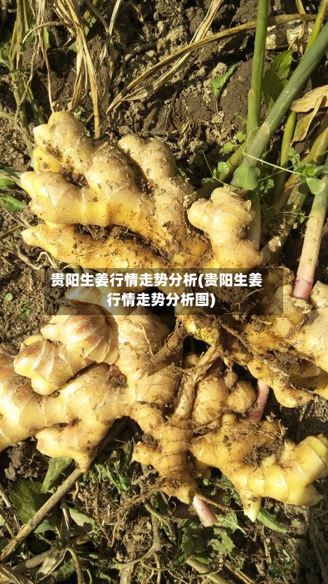 贵阳生姜行情走势分析(贵阳生姜行情走势分析图)