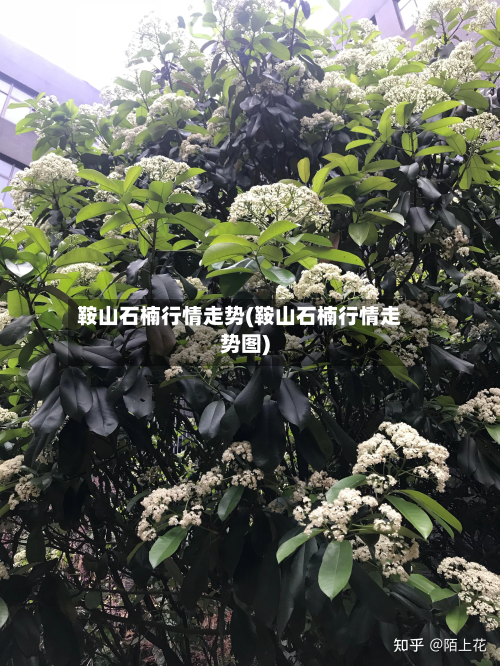 鞍山石楠行情走势(鞍山石楠行情走势图)