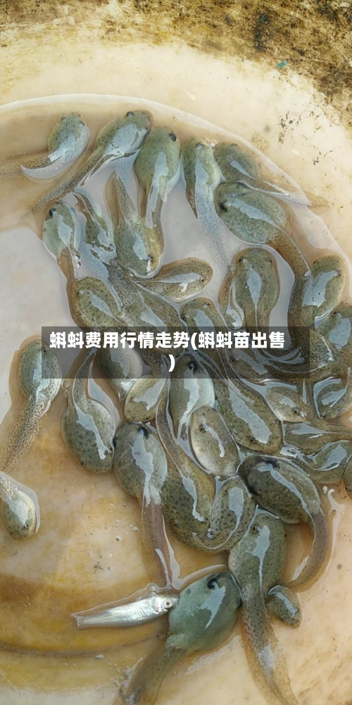 蝌蚪费用行情走势(蝌蚪苗出售)