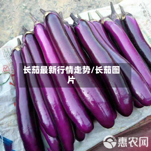 长茄最新行情走势/长茄图片