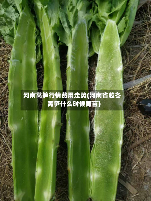 河南莴笋行情费用走势(河南省越冬莴笋什么时候育苗)-第3张图片
