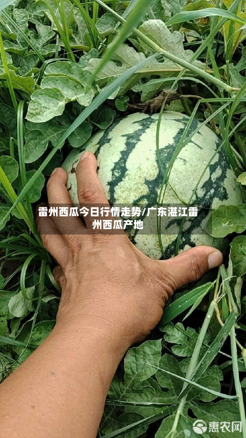 雷州西瓜今日行情走势/广东湛江雷州西瓜产地