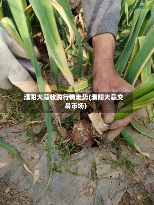 濮阳大蒜收购行情走势(濮阳大蒜交易市场)-第3张图片