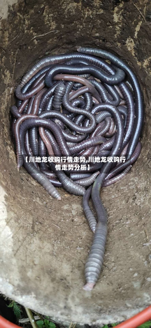 【川地龙收购行情走势,川地龙收购行情走势分析】-第3张图片