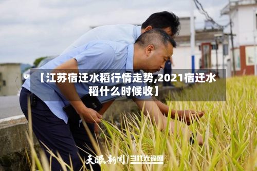 【江苏宿迁水稻行情走势,2021宿迁水稻什么时候收】