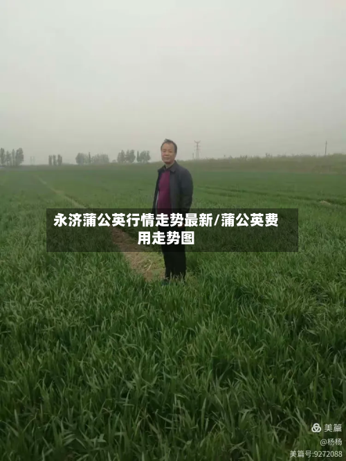 永济蒲公英行情走势最新/蒲公英费用走势图-第2张图片
