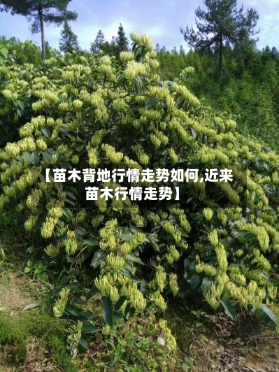 【苗木背地行情走势如何,近来苗木行情走势】