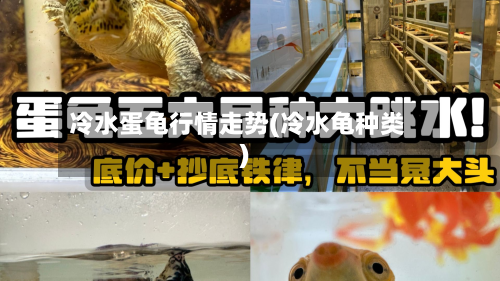冷水蛋龟行情走势(冷水龟种类)-第3张图片