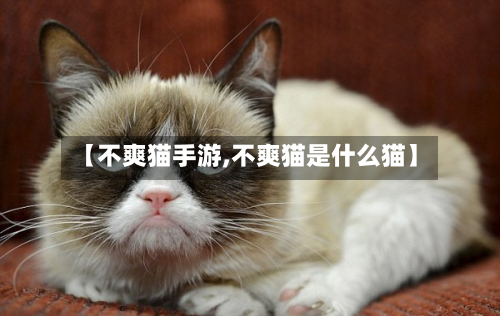 【不爽猫手游,不爽猫是什么猫】-第2张图片