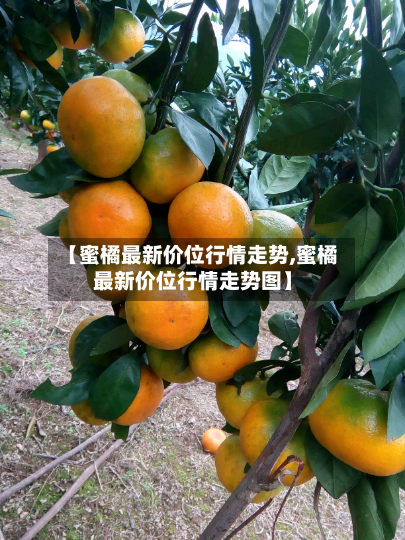 【蜜橘最新价位行情走势,蜜橘最新价位行情走势图】-第2张图片