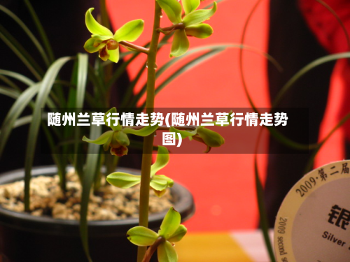 随州兰草行情走势(随州兰草行情走势图)