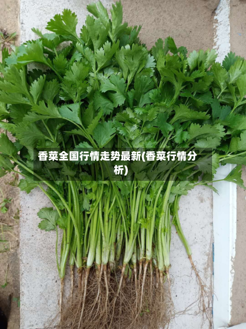 香菜全国行情走势最新(香菜行情分析)-第3张图片