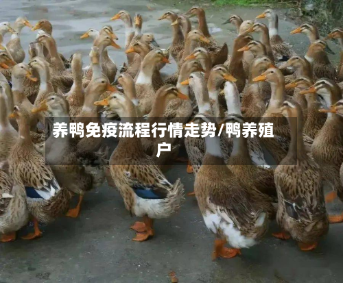 养鸭免疫流程行情走势/鸭养殖户