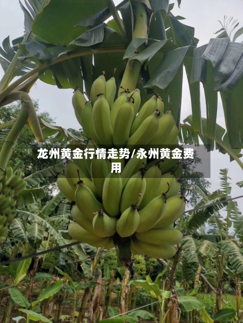 龙州黄金行情走势/永州黄金费用