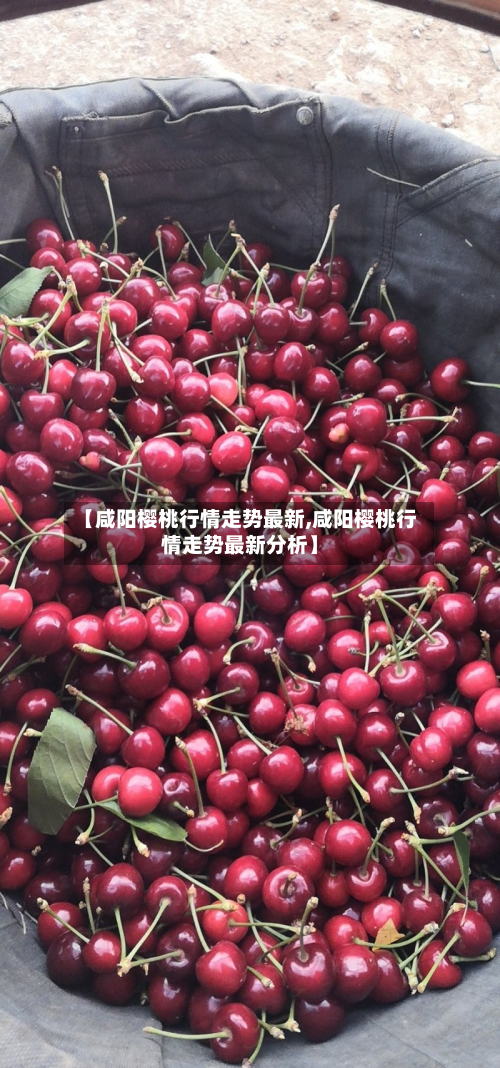 【咸阳樱桃行情走势最新,咸阳樱桃行情走势最新分析】-第3张图片