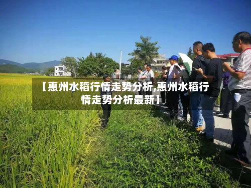 【惠州水稻行情走势分析,惠州水稻行情走势分析最新】-第3张图片