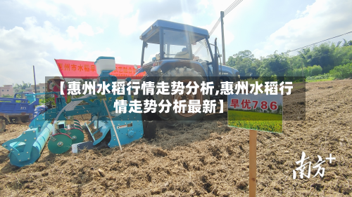 【惠州水稻行情走势分析,惠州水稻行情走势分析最新】