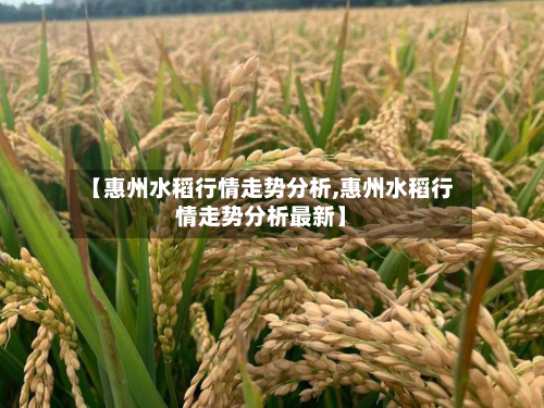 【惠州水稻行情走势分析,惠州水稻行情走势分析最新】-第2张图片