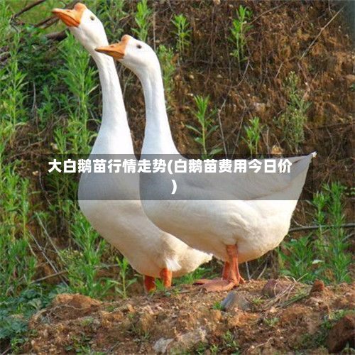 大白鹅苗行情走势(白鹅苗费用今日价)