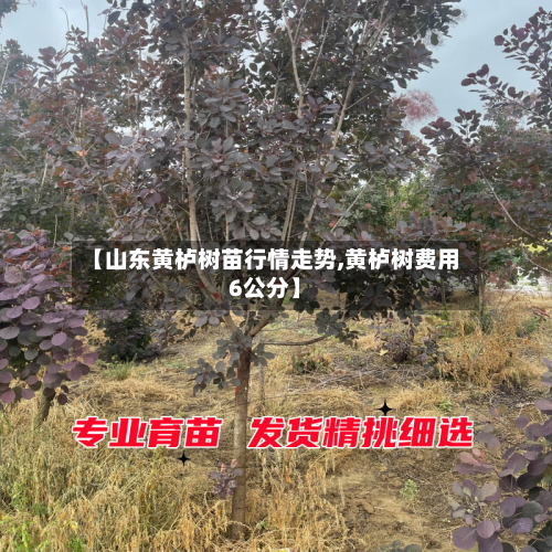 【山东黄栌树苗行情走势,黄栌树费用6公分】
