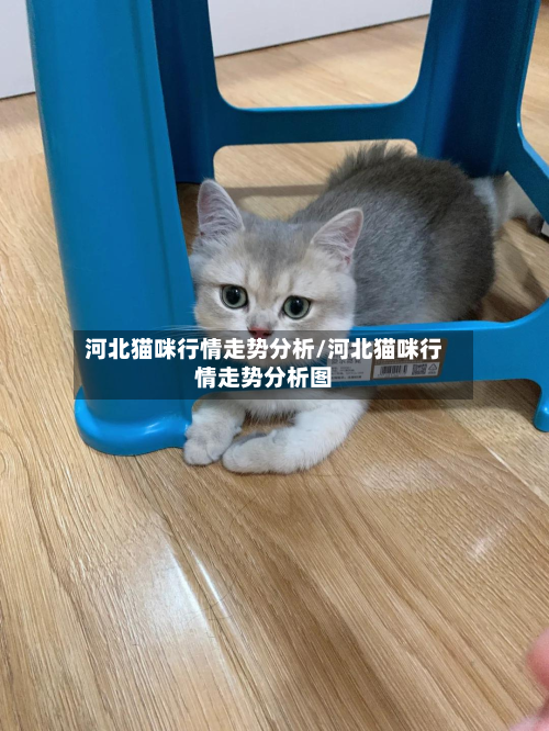 河北猫咪行情走势分析/河北猫咪行情走势分析图