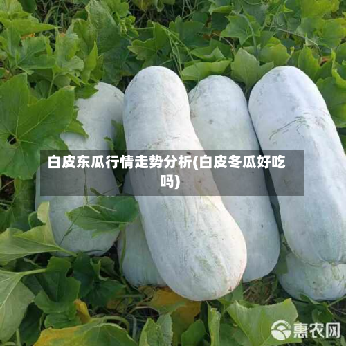白皮东瓜行情走势分析(白皮冬瓜好吃吗)