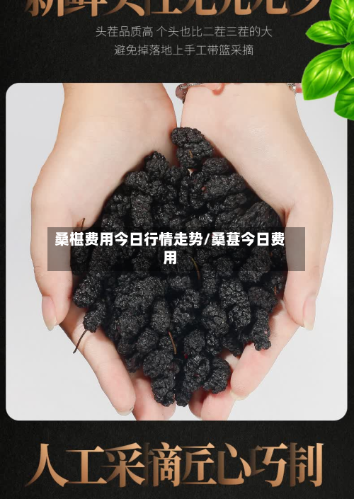 桑椹费用今日行情走势/桑葚今日费用-第2张图片