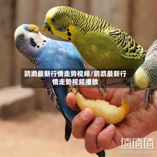 鹦鹉最新行情走势视频/鹦鹉最新行情走势视频播放-第2张图片