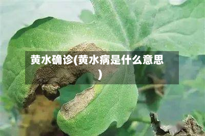 黄水确诊(黄水病是什么意思)