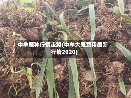 中牟蒜种行情走势(中牟大蒜费用最新行情2020)