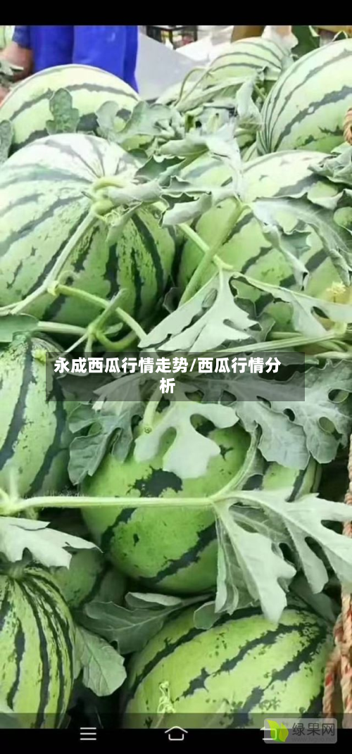 永成西瓜行情走势/西瓜行情分析