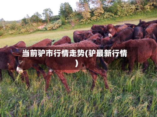 当前驴市行情走势(驴最新行情)