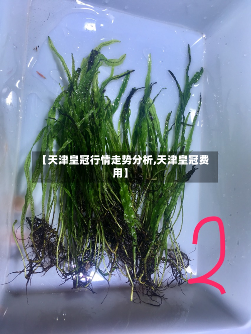 【天津皇冠行情走势分析,天津皇冠费用】