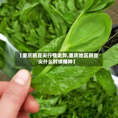 【重庆豌豆尖行情走势,重庆地区豌豆尖什么时候播种】-第2张图片