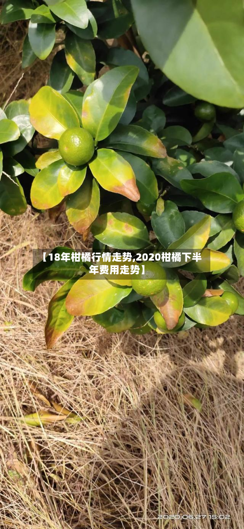 【18年柑橘行情走势,2020柑橘下半年费用走势】