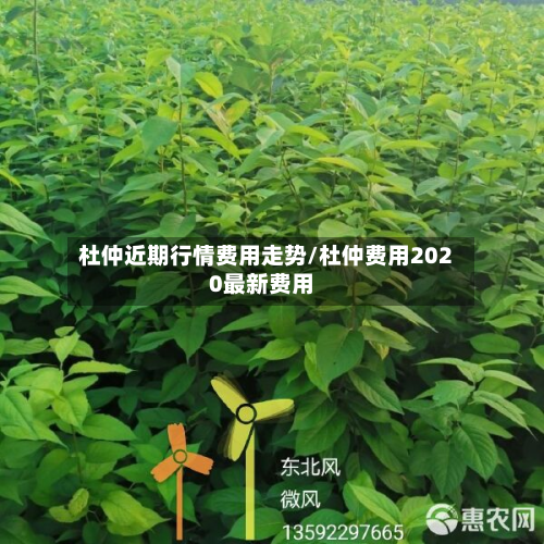 杜仲近期行情费用走势/杜仲费用2020最新费用