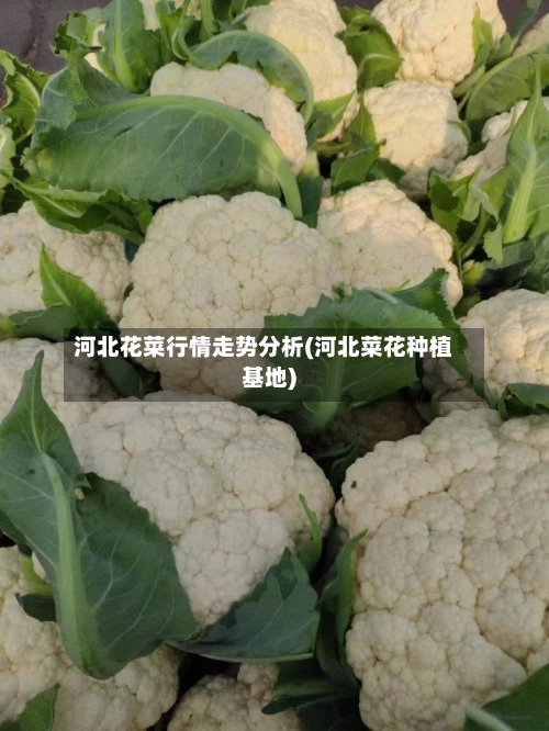 河北花菜行情走势分析(河北菜花种植基地)-第2张图片