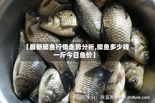 【最新鲫鱼行情走势分析,鲫鱼多少钱一斤今日鱼价】-第2张图片